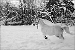 Белый конь на белом снегу