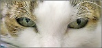 Глаза моей кошки 