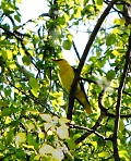 Иволга - солнечная птица
