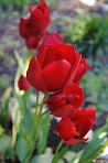 Кустовые тюльпаны 