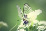 Стеклянная бабочка