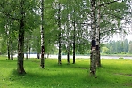 День деревьев в городе Хотьково