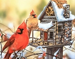 Мастер-класс "Необычные домики для птиц", показ мультфильма