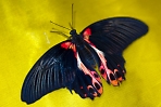 Выставка ЖИВЫХ тропических бабочек 