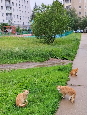 Три рыжих кота после дождя.