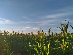  Кукурузное поле