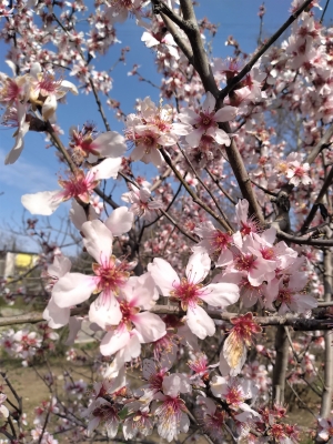   Крым. Цветущая весна. 