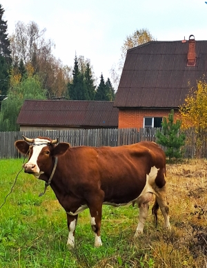  Не перевелись еще кормилицы!