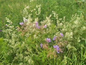 Цветущий июнь. Придорожные травы