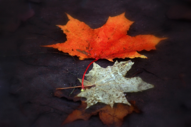  Осенние листья лежат
