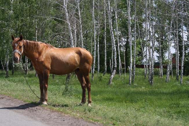 Стоит лошадка