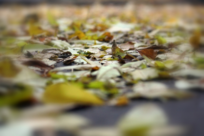 Утром теплого октября я запишу свою историю на опавших листьях, а затем уплыву на размокшем бумажном кораблике в новую жизнь  