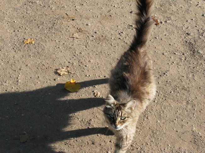 4- Кошка переславская