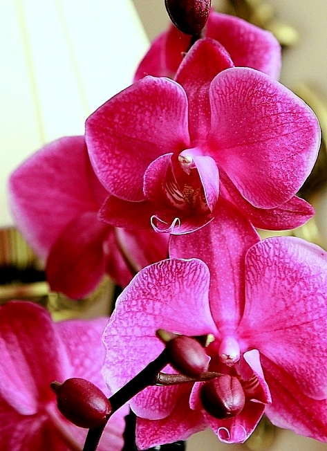 Орхидея-лучший подарок на 8 Марта.