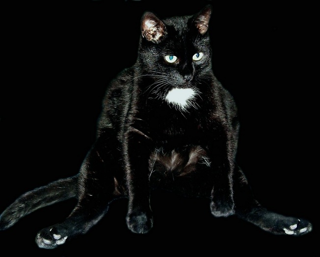 Черный кот в темной комнате.