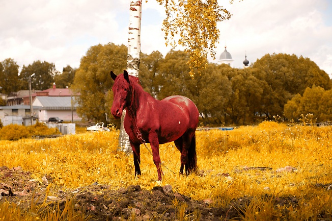 купание красного коня осенью