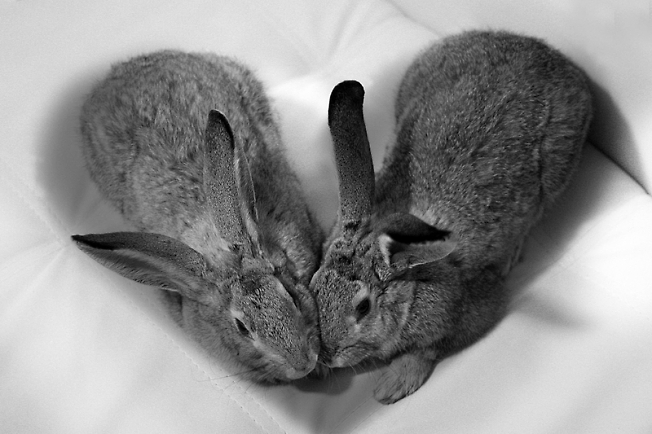 сердце из кроликов