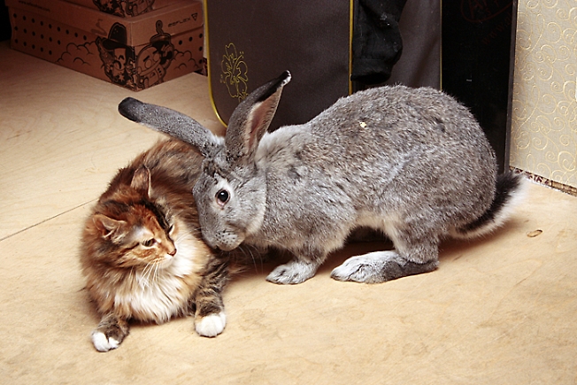 Кроль и кошка 2