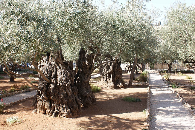 Гефсиманский сад. Эти оливам более 2000 лет