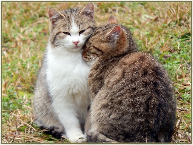 1 марта - Всемирный день кошек!