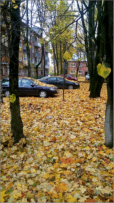 "На ковре из желтых листьев..."