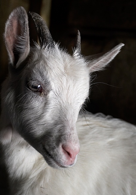 Гламурный портрет козы