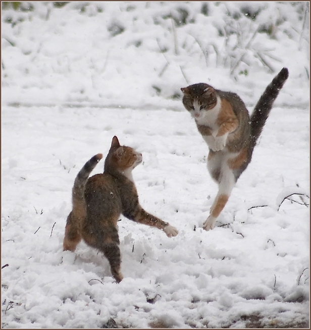 Кошачьи пляски по поводу первого снега...