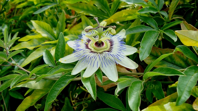 Космический Туапсинский цветок