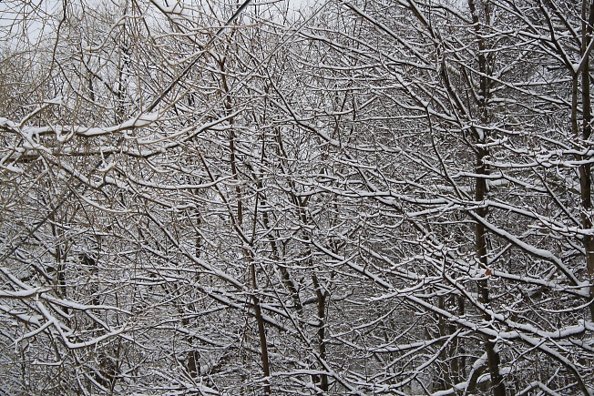 Ветки в снегу