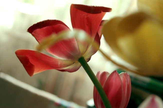 тюльпаны 2