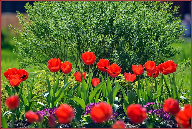 Хотьковские тюльпаны