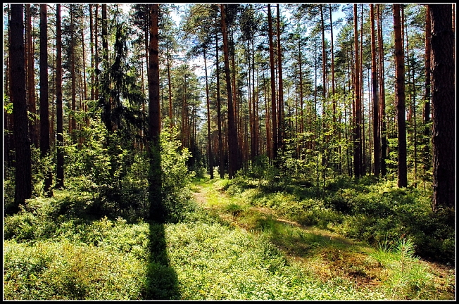 Черничный лес