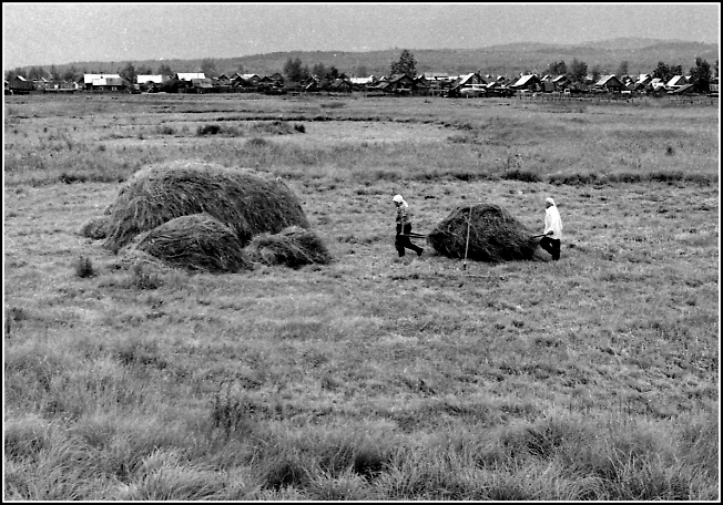 Переноска сена для укладки в стог при отсутствии в хозяйстве лошади, начало 70-х