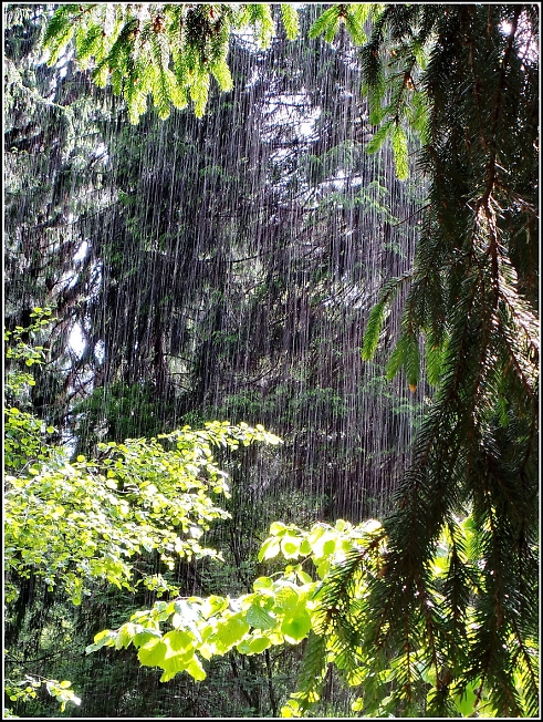 В лесу застал дождь...