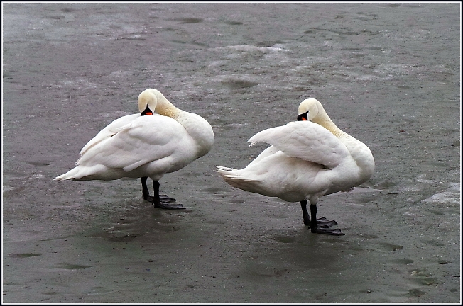 Лебеди МАГа уже на Келарском пруду :)