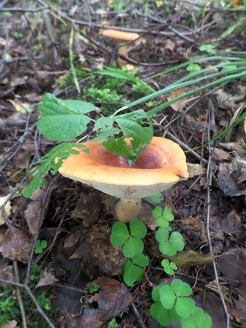 Кто знает, как называется этот гриб?