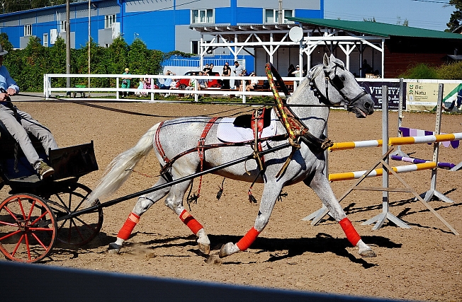 День лошади