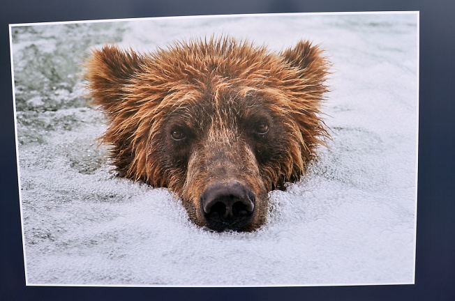 Сергей Горшков. Медведь блаженствует в пене под водопадом.