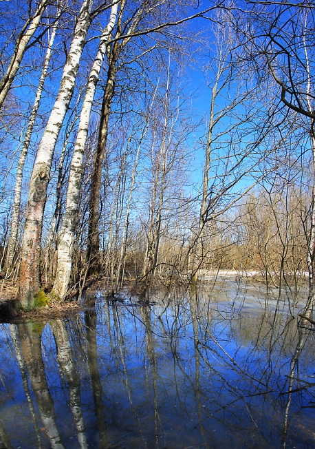 Затопленный лес