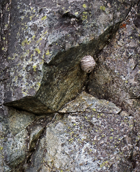Гнездо на скале