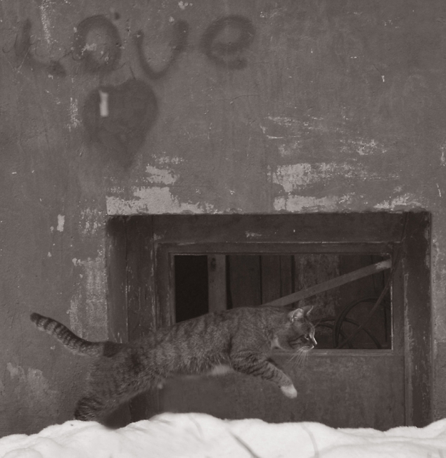 В поисках любви (мартовский кот)