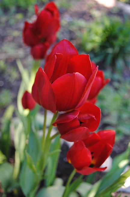 Кустовые тюльпаны 
