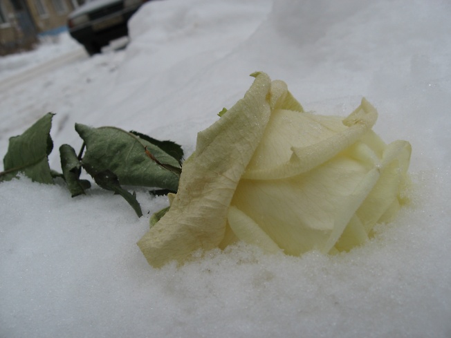 роза на снегу...