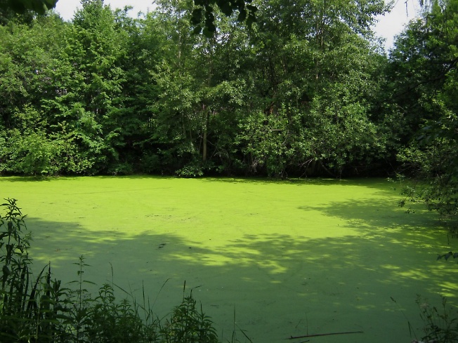 Очень зелёный пруд