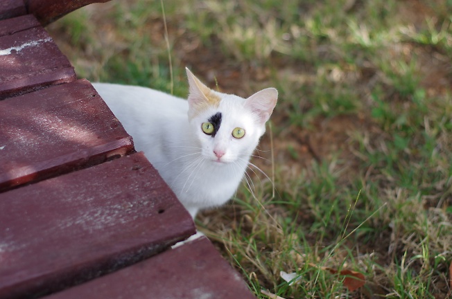 белый кошка, чёрный глаз, рыжий ух