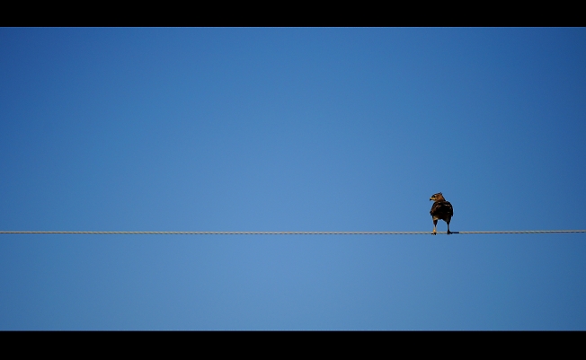 Одинокий птиц