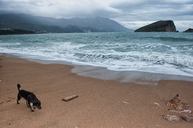 Черный пес на берегу залива в Будве