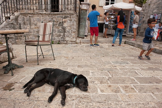 Черный будванский пес с голубым ошейником спит на площади Святого Иоанна Крестителя