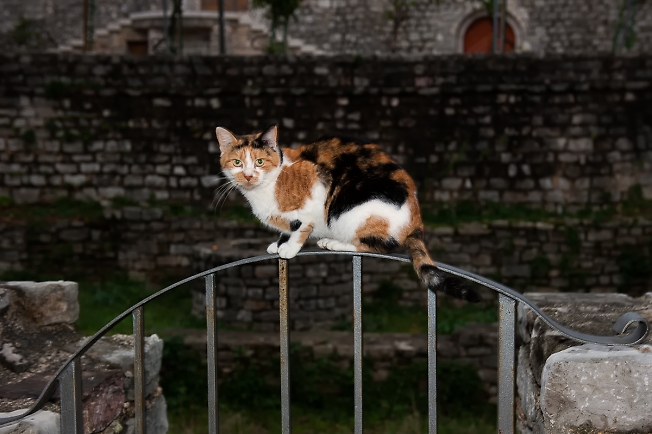 Старгородский кот