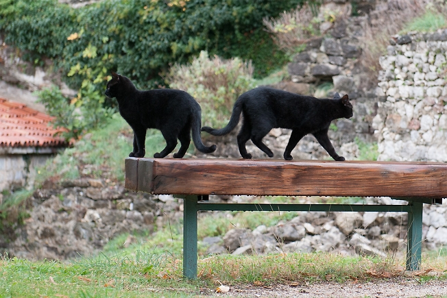 В городе черных котов и собак